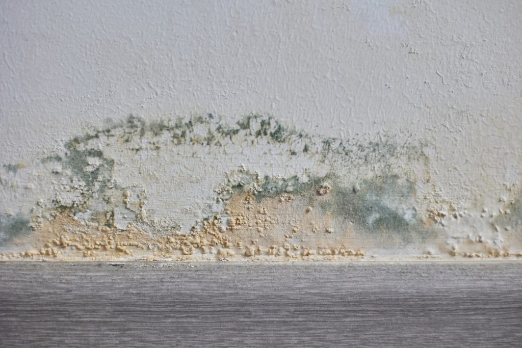 Unseen Faults: Catch Them Early with Mould Inspections in Wet Weather -