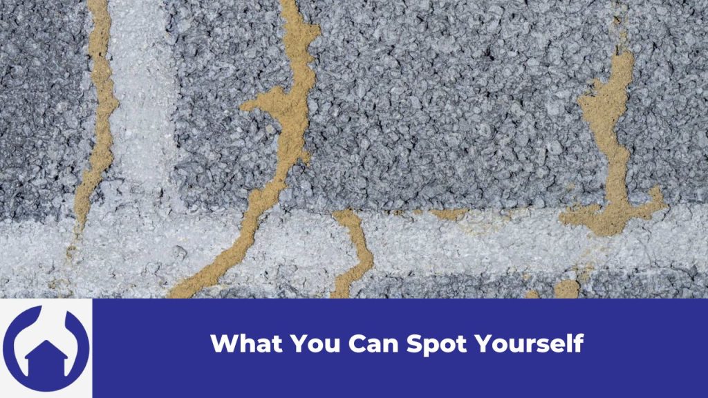 Active termite mud tubes running up a concrete house foundation