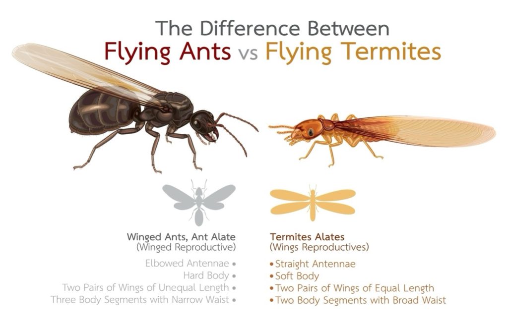 Comparison of flying ant and flying termite alate characteristics